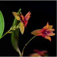 Lepanthes Domingensis