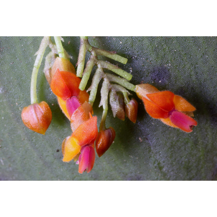 Lepanthes Fimbriata Lepanthes Fimbriata