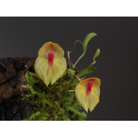 Lepanthes Leporina
