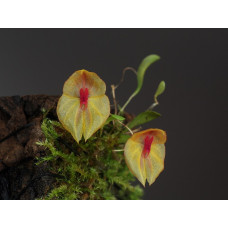 Lepanthes Leporina Lepanthes Leporina