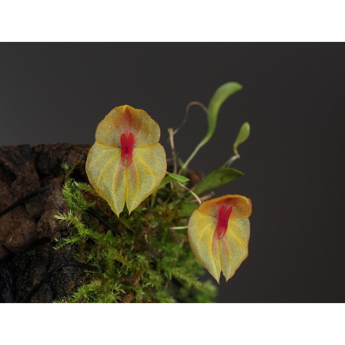 Lepanthes Leporina