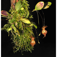 Lepanthes Martinae Lepanthes Martinae