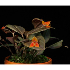 Lepanthes Niesseniae