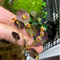 Lepanthes Uxoria Lepanthes Uxoria