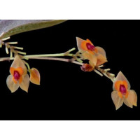 Lepanthes Ovalis Lepanthes Ovalis