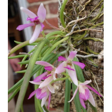 Leptotes Pohlitinocoi Leptotes Pohlitinocoi