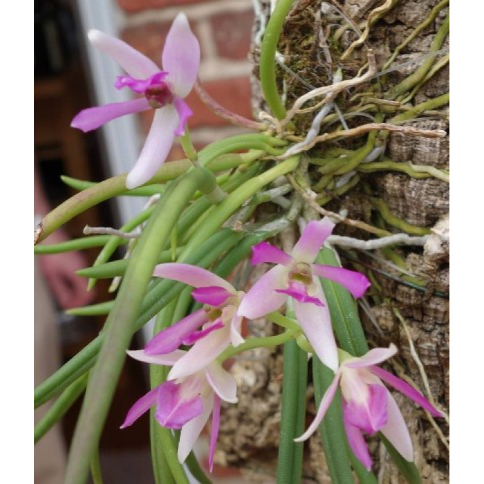 Leptotes Pohlitinocoi