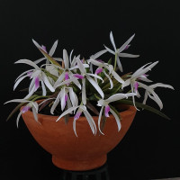 Leptotes Bicolor 1,7