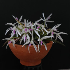 Leptotes Bicolor 1,7 Leptotes Bicolor 1,7