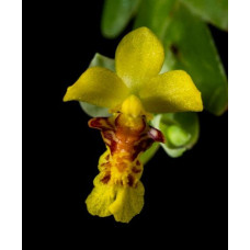 Lockhartia Goyazensis