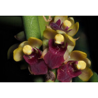 Luisia Foxworthii Luisia Foxworthii