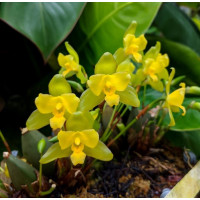 Lyc. Campbellii Lyc. Campbellii