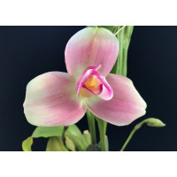 Lyc. Chita Impulse Jia Ho Lyc. Chita Impulse Jia Ho