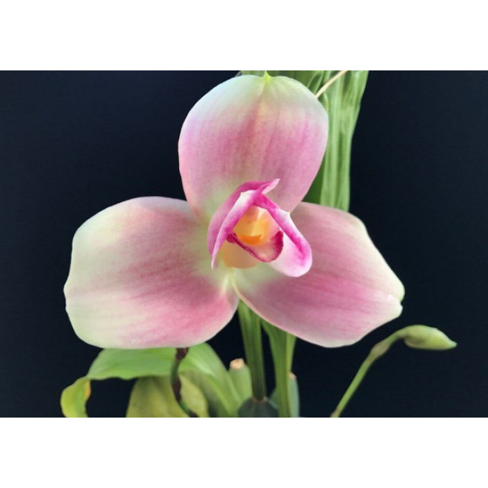 Lyc. Chita Impulse Jia Ho Lyc. Chita Impulse Jia Ho