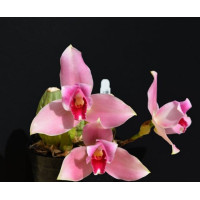 Lyc. Jean Tolliday Kendolie