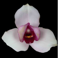 Lyc. Skinneri 375 x Sunray