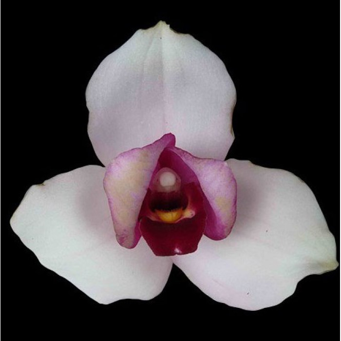 Lyc. Skinneri 375 x Sunray