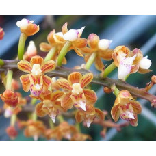 Malleola Flammea