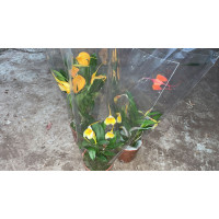 Masdevallia мix