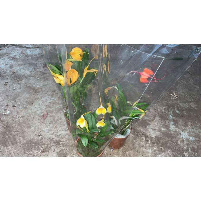 Masdevallia мix