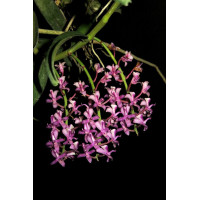 Micr. Rostrata Micr. Rostrata