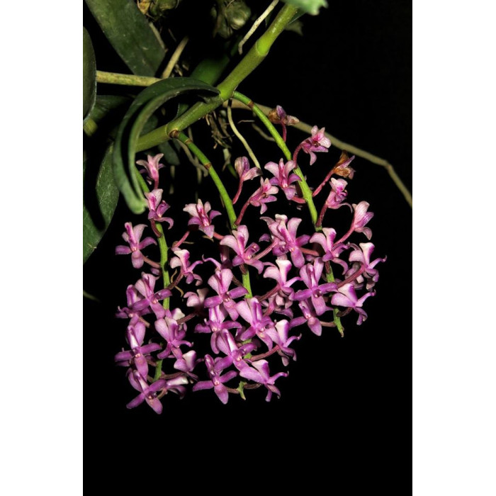 Micr. Rostrata Micr. Rostrata