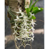 Mystacidium Capense 1,7
