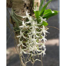 Mystacidium Capense