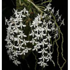 Mystacidium Venosum