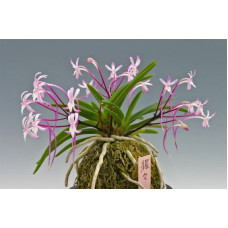 Neof. Falcata Pink Shutenno