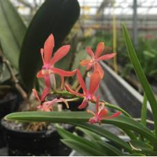 Neof. Falcata x Asc. Christensonianum