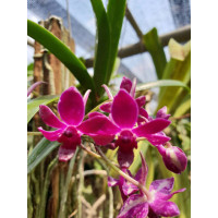 Neof. Falcata x Rhy. Gigantea Rubra