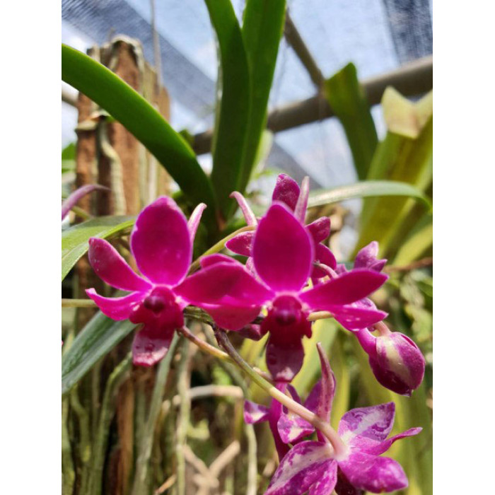 Ванда (Falcata x Rhy)