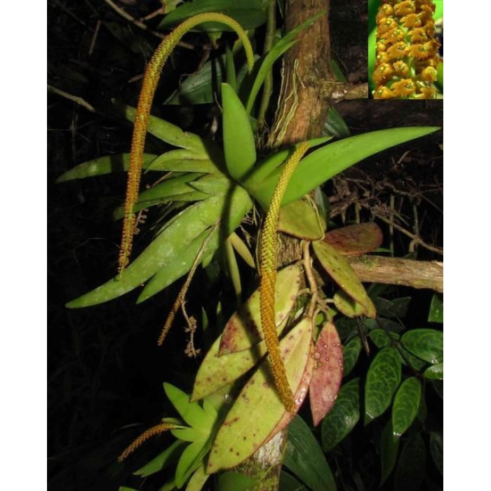 Oberonia Mucronata Oberonia Mucronata