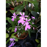 Oerstedella Centradenia Oerstedella Centradenia