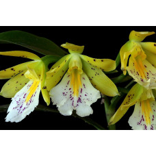 Oerstedella Wallisii