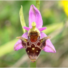 Ophrys Oestifera