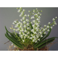 Ornithocephalus Gladiatus