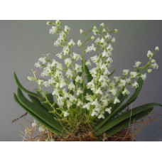 Ornithocephalus Gladiatus Ornithocephalus Gladiatus