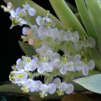 Ornithocephalus Powellii