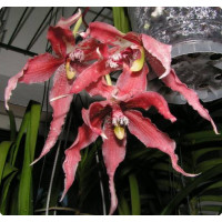 Paphinia Herrerae x Neudeckeri