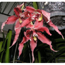 Paphinia Herrerae x Neudeckeri