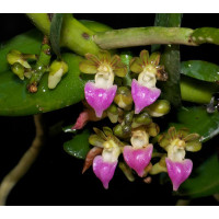 Pelatantheria Insectifera