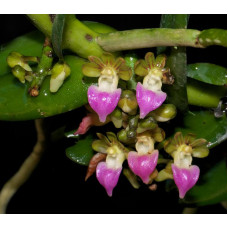 Pelatantheria Insectifera