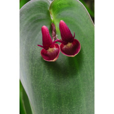Pleurothallis Calceolaris