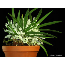 Podangis Dactyloceras