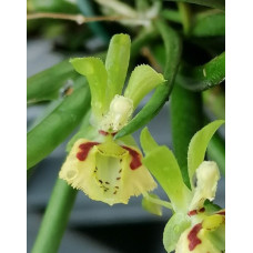 Pps. Labukensis JO x Papilionanthe Teres Jumbo