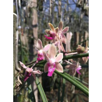 Pps. Labukensis x Seid. Mitrata Pps. Labukensis x Seid. Mitrata