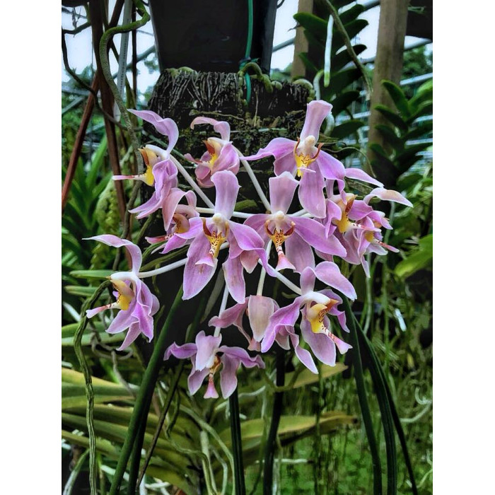 Pps. Laycockii Pps. Laycockii