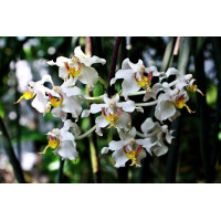 Pps. Serpentilingua Pps. Serpentilingua